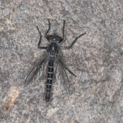 Cerdistus sp. (genus) (Yellow Slender Robber Fly) at Bango Nature Reserve - 3 Feb 2022 by AlisonMilton