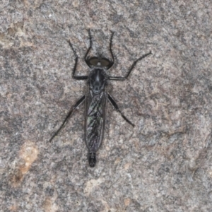 Cerdistus sp. (genus) at Bango, NSW - 3 Feb 2022 11:04 AM