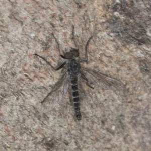 Cerdistus sp. (genus) at Bango, NSW - 3 Feb 2022