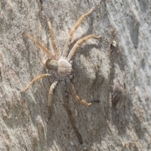 Isopeda canberrana at Bango Nature Reserve - 3 Feb 2022