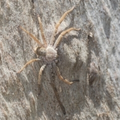 Isopeda canberrana (Canberra Huntsman Spider) at Bango Nature Reserve - 3 Feb 2022 by AlisonMilton