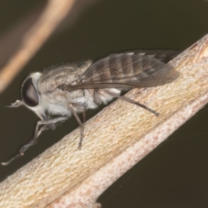 Tabanidae (family) at Bango, NSW - 3 Feb 2022