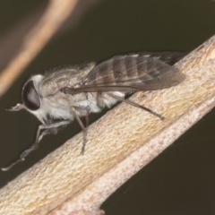 Tabanidae (family) (Unidentified march or horse fly) at Bango, NSW - 3 Feb 2022 by AlisonMilton