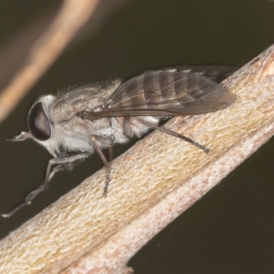 Tabanidae (family) (Unidentified march or horse fly) at Bango Nature Reserve - 3 Feb 2022 by AlisonMilton
