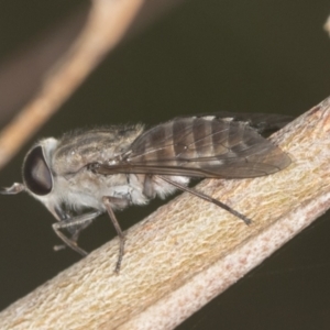 Tabanidae (family) at Bango, NSW - 3 Feb 2022 11:38 AM