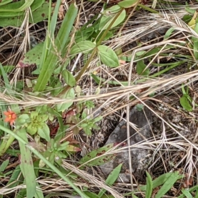 Lysimachia arvensis (Scarlet Pimpernel) at Block 402 - 6 Feb 2022 by abread111