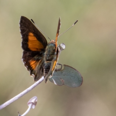 Paralucia aurifera (Bright Copper) at Rendezvous Creek, ACT - 23 Jan 2022 by SWishart