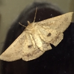 Idiodes apicata (Bracken Moth) at Tathra, NSW - 4 Feb 2022 by KerryVance2