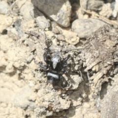 Salpesia (genus) (Salpesia Jumping Spider) at Bango, NSW - 3 Feb 2022 by AlisonMilton