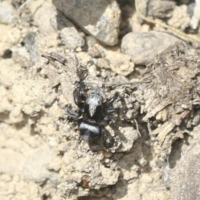 Salpesia (genus) (Salpesia Jumping Spider) at Bango, NSW - 3 Feb 2022 by AlisonMilton