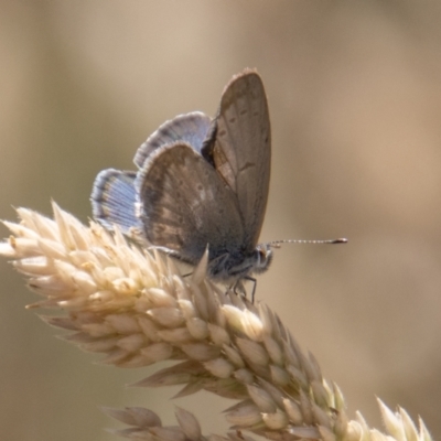 Zizina otis (Common Grass-Blue) at Rendezvous Creek, ACT - 23 Jan 2022 by SWishart