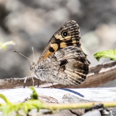 Geitoneura klugii (Marbled Xenica) at Rendezvous Creek, ACT - 23 Jan 2022 by SWishart