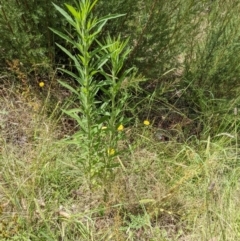 Erigeron sp. (Fleabanes) at Denman Prospect 2 Estate Deferred Area (Block 12) - 6 Feb 2022 by abread111