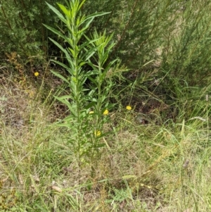 Erigeron sp. at Molonglo Valley, ACT - 6 Feb 2022 12:24 PM