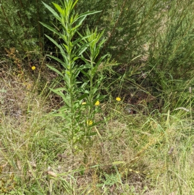 Erigeron sp. (Fleabanes) at Block 402 - 6 Feb 2022 by abread111