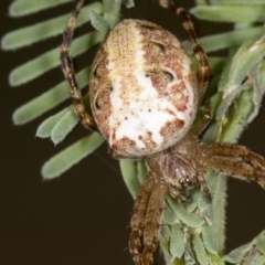 Plebs eburnus (Eastern bush orb-weaver) at Bango, NSW - 3 Feb 2022 by AlisonMilton