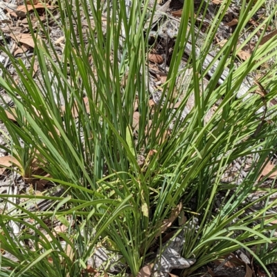 Lomandra longifolia (Spiny-headed Mat-rush, Honey Reed) at Denman Prospect 2 Estate Deferred Area (Block 12) - 6 Feb 2022 by abread111