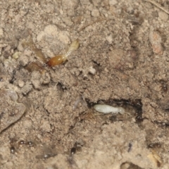 Coptotermes sp. (genus) (Termite) at Bango Nature Reserve - 3 Feb 2022 by AlisonMilton