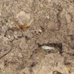 Termitoidae (informal group) (Unidentified termite) at Bango, NSW - 3 Feb 2022 by AlisonMilton