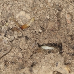 Coptotermes sp. (genus) at Bango, NSW - 3 Feb 2022 by AlisonMilton