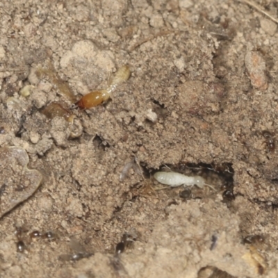 Coptotermes sp. (genus) (Termite) at Bango Nature Reserve - 3 Feb 2022 by AlisonMilton