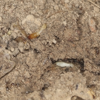 Termitoidae (informal group) (Unidentified termite) at Bango, NSW - 3 Feb 2022 by AlisonMilton