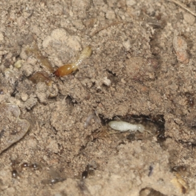 Coptotermes sp. (genus) at Bango, NSW - 3 Feb 2022 by AlisonMilton