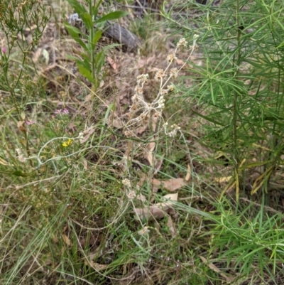 Pseudognaphalium luteoalbum (Jersey Cudweed) at Block 402 - 6 Feb 2022 by abread111