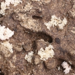 Dolichoderinae (subfamily) at Bango Nature Reserve - 3 Feb 2022 by AlisonMilton