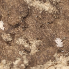 Dolichoderinae (subfamily) at Bango, NSW - 3 Feb 2022