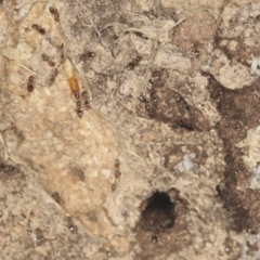 Dolichoderinae (subfamily) at Bango, NSW - 3 Feb 2022