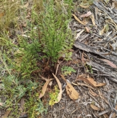 Cheilanthes sieberi (Rock Fern) at Molonglo Valley, ACT - 6 Feb 2022 by abread111