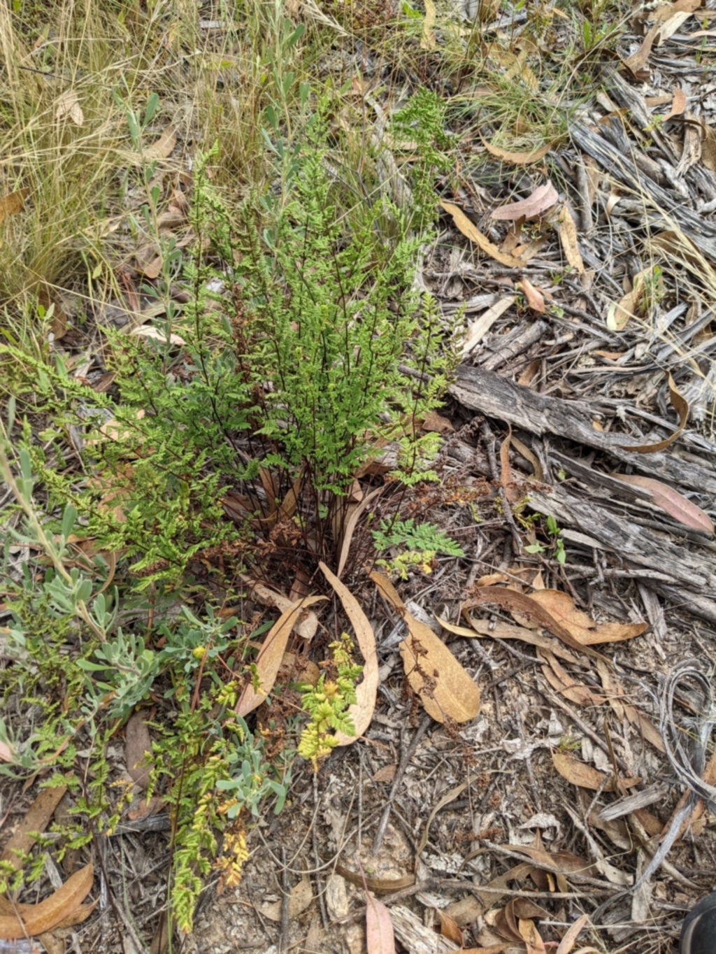 Cheilanthes sieberi at Molonglo Valley, ACT - 6 Feb 2022