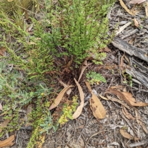 Cheilanthes sieberi at Molonglo Valley, ACT - 6 Feb 2022