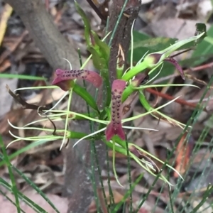 Cryptostylis leptochila at Tathra, NSW - suppressed