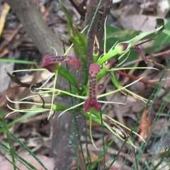 Cryptostylis leptochila (Small Tongue Orchid) at Tathra, NSW - 6 Feb 2022 by KerryVance
