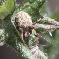 Araneus hamiltoni (Hamilton's Orb Weaver) at Bango Nature Reserve - 3 Feb 2022 by AlisonMilton