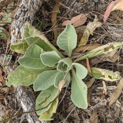 Verbascum thapsus subsp. thapsus (Great Mullein, Aaron's Rod) at Denman Prospect 2 Estate Deferred Area (Block 12) - 6 Feb 2022 by abread111