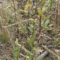 Verbascum thapsus subsp. thapsus at Molonglo Valley, ACT - 6 Feb 2022 12:34 PM