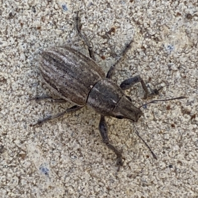 Naupactus leucoloma (White-fringed weevil) at Jerrabomberra, NSW - 6 Feb 2022 by Steve_Bok