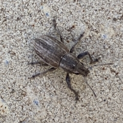 Naupactus leucoloma at Jerrabomberra, NSW - suppressed