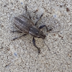 Naupactus leucoloma at Jerrabomberra, NSW - suppressed