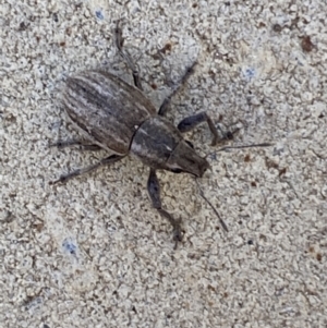 Naupactus leucoloma at Jerrabomberra, NSW - suppressed