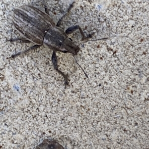 Naupactus leucoloma at Jerrabomberra, NSW - suppressed