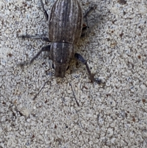 Naupactus leucoloma at Jerrabomberra, NSW - suppressed