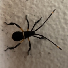 Mictis profana (Crusader Bug) at Jerrabomberra, NSW - 6 Feb 2022 by Steve_Bok