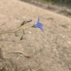Wahlenbergia capillaris (Tufted Bluebell) at Block 402 - 6 Feb 2022 by abread111