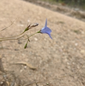 Wahlenbergia capillaris at Molonglo Valley, ACT - 6 Feb 2022