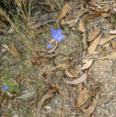 Wahlenbergia capillaris at Molonglo Valley, ACT - 6 Feb 2022 12:38 PM