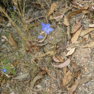 Wahlenbergia capillaris at Molonglo Valley, ACT - 6 Feb 2022 12:38 PM